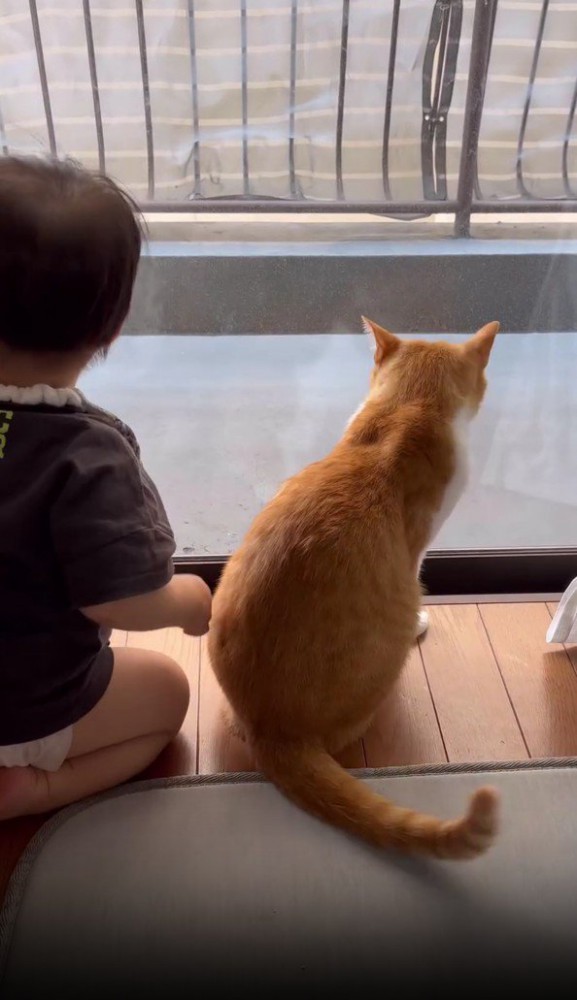 窓際の猫と赤ちゃん