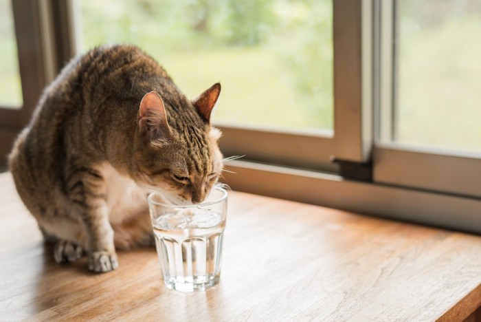 グラスに入った水を飲む猫