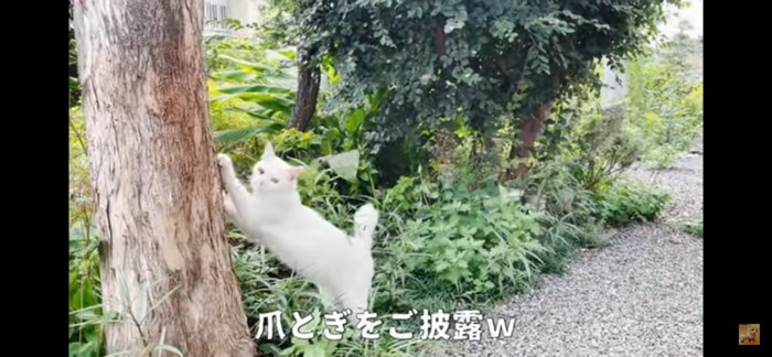 クウちゃん