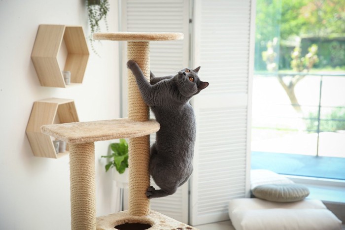 タワーに乗る猫