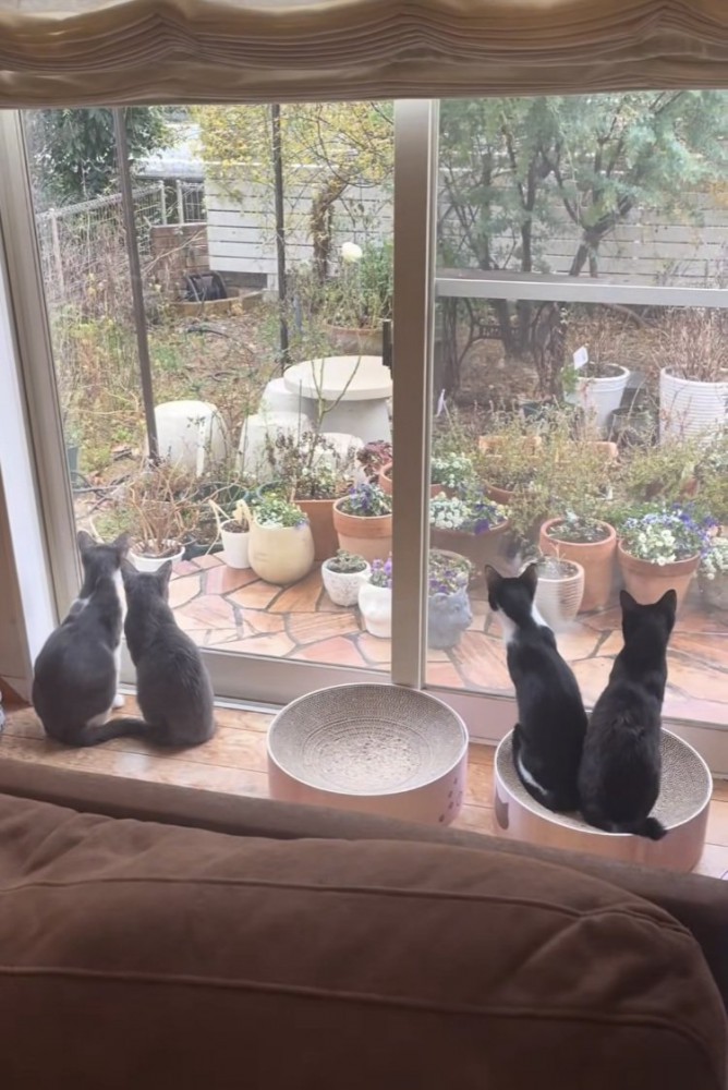 庭を見る4匹の保護猫