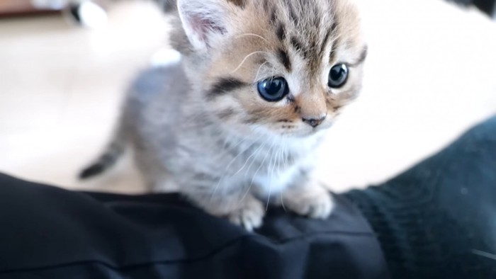 人の脚の上に乗る猫