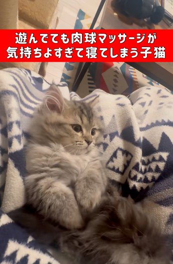 仰向けで自分のしっぽで遊んでいる子猫