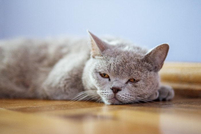 床に伏せる体調が悪そうな猫