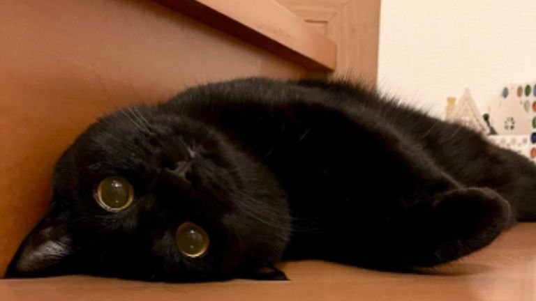 室内にいる猫