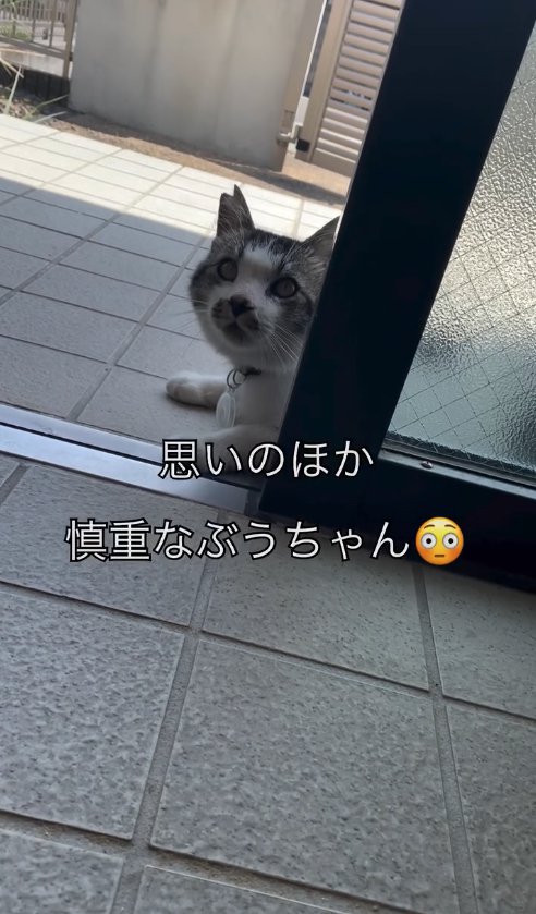 玄関ドアの外から中を眺める白サバ
