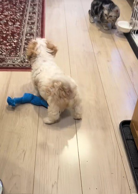 おもちゃのそばにいる犬
