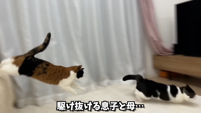 走る2匹の猫