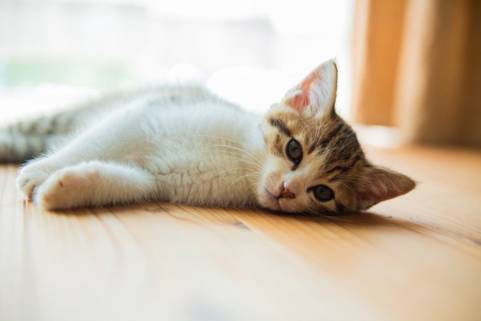 寝ている猫