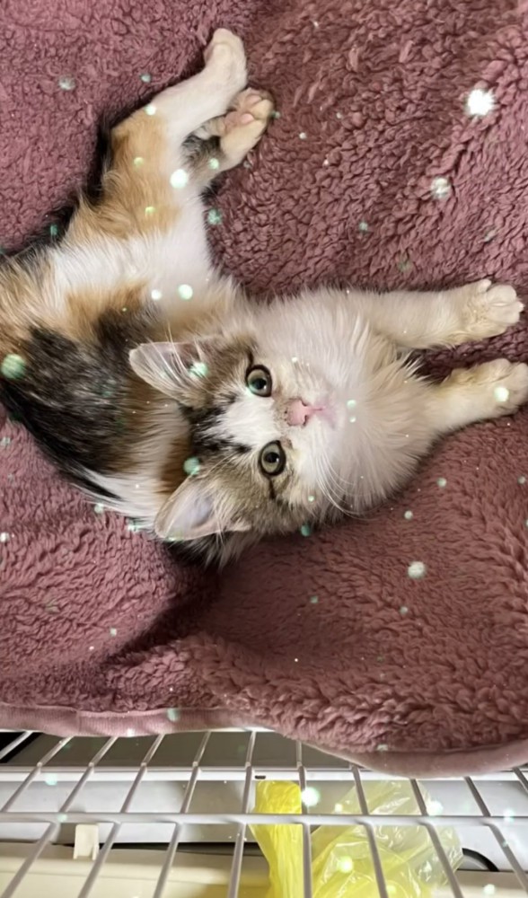 見上げる子猫