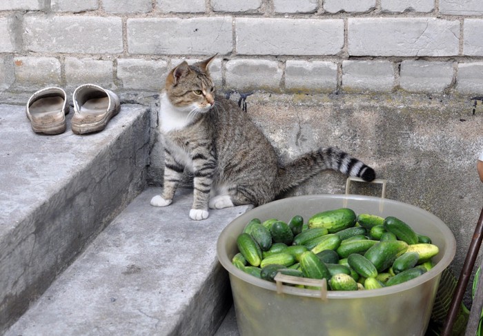 きゅうりと子猫