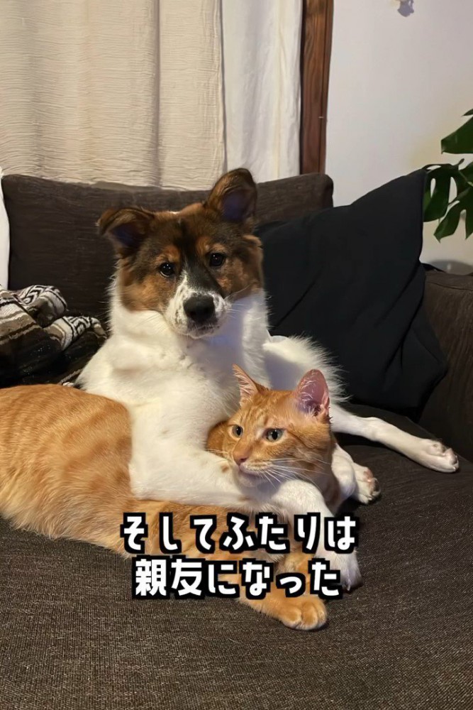 猫の肩に腕をまわす犬