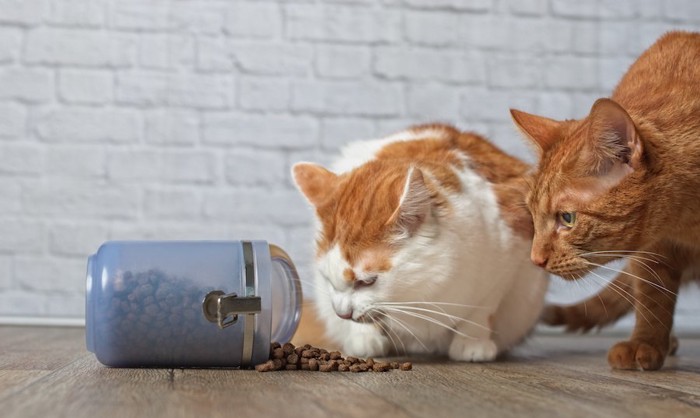 容器からこぼれたキャットフードを食べようとする二匹の猫