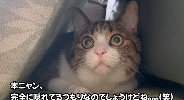 見つめる猫