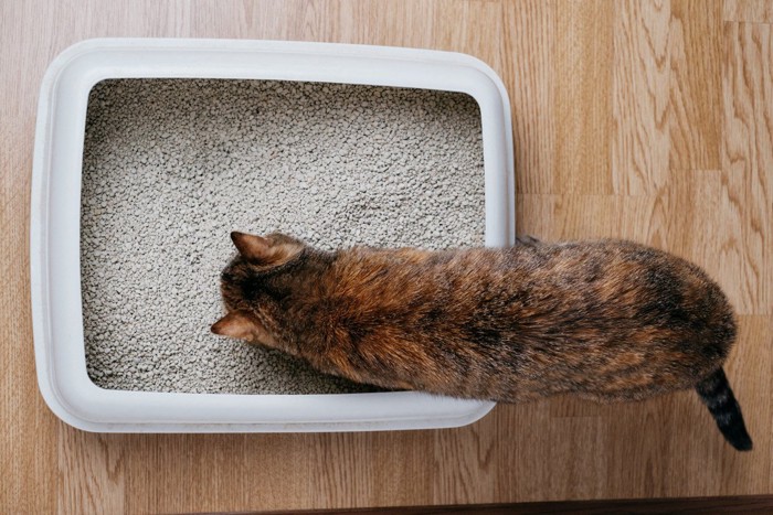 上から見た猫トイレに入る猫