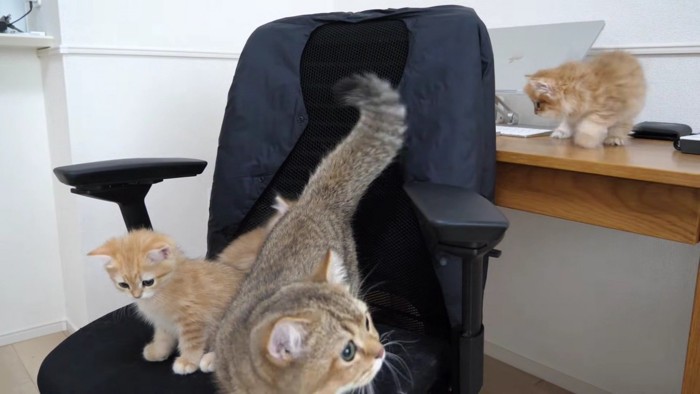 座面に降りたちゃぼさん%％降りてきたちゃぼさん