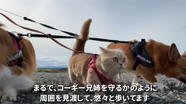 犬たちと散歩する猫