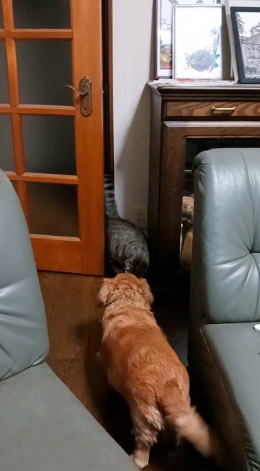 猫を出迎える犬