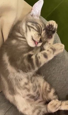 毛づくろいする子猫