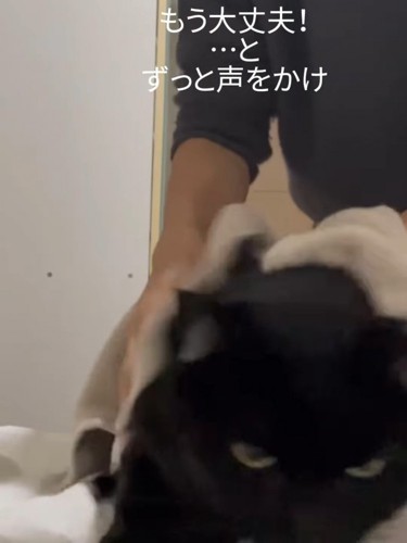 体を拭かれる猫