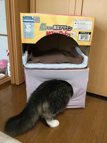 ダンボールハウスに入る猫