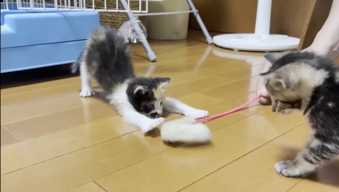 猫じゃらし