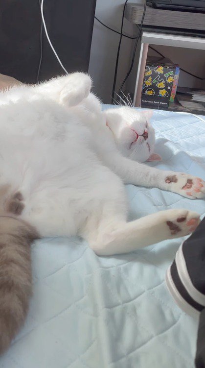 眠っている猫を呼ぶ飼い主