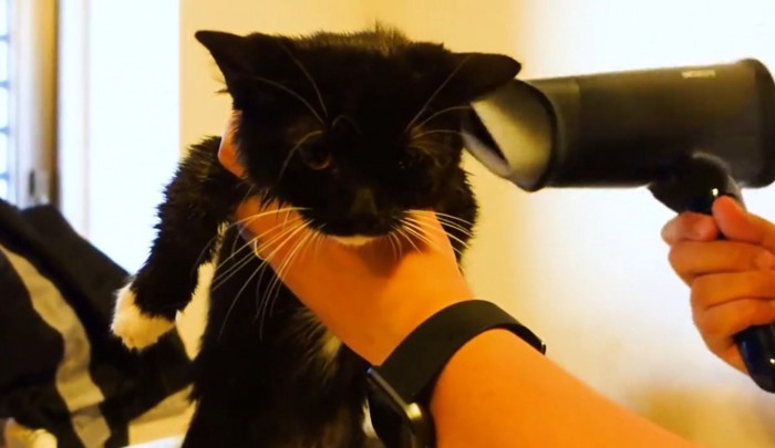 ドライヤーで乾かされる子猫