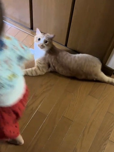 猫の前を走る赤ちゃん