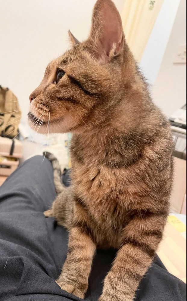 しゃくれている猫の顔
