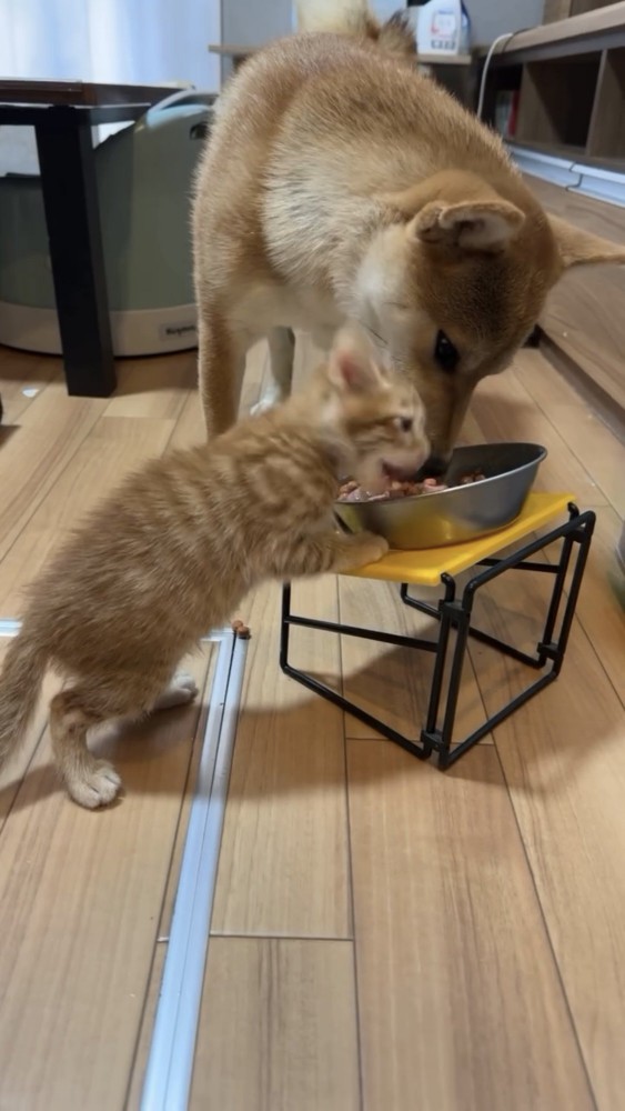 餌を食べる子猫と犬