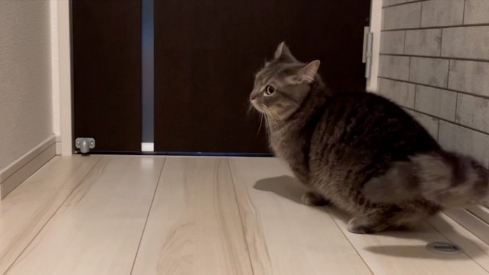 探す猫