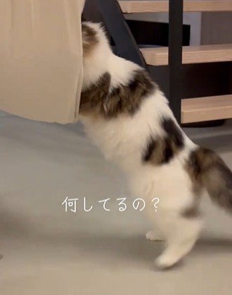 ハンモックに乗りたい猫