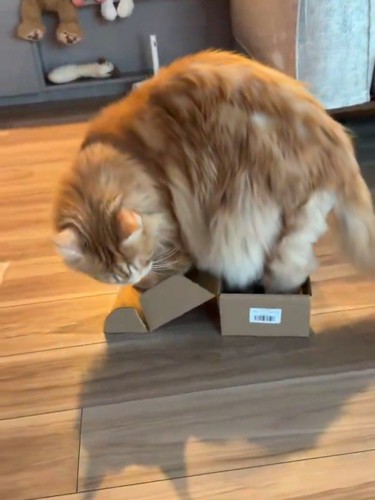 箱に足を入れて下を見る猫