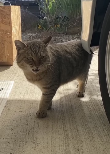 車の横にいる猫