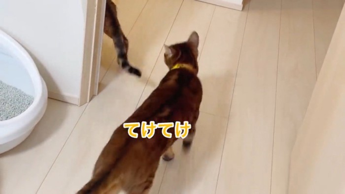 黄色い首輪をする猫の後姿