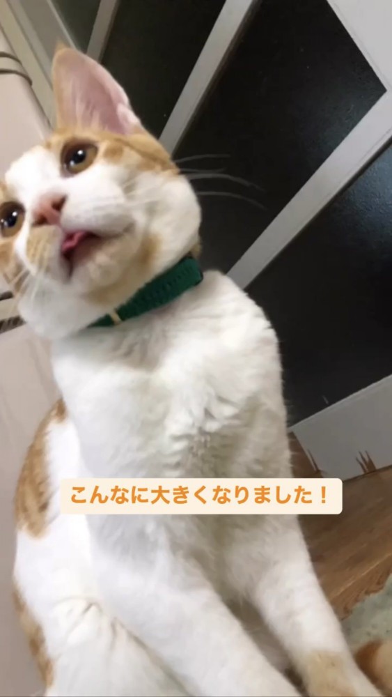 上を向く猫