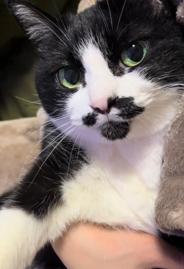 抱っこされる猫