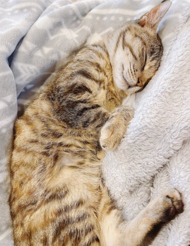 寝る猫