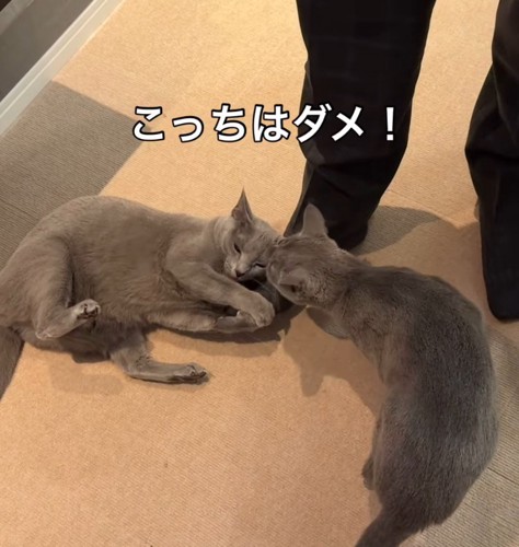 男性の右足にしがみつく猫の顔を見つめる猫