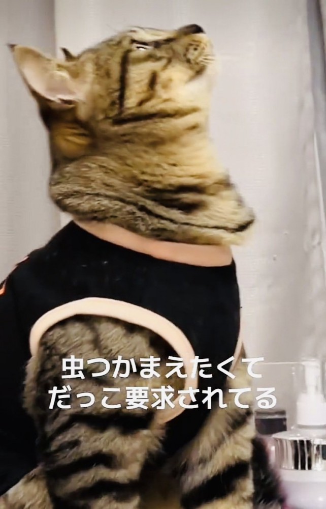天井を見上げるキジトラ猫