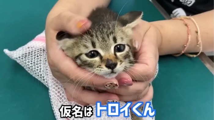 顔を撫でられる子猫