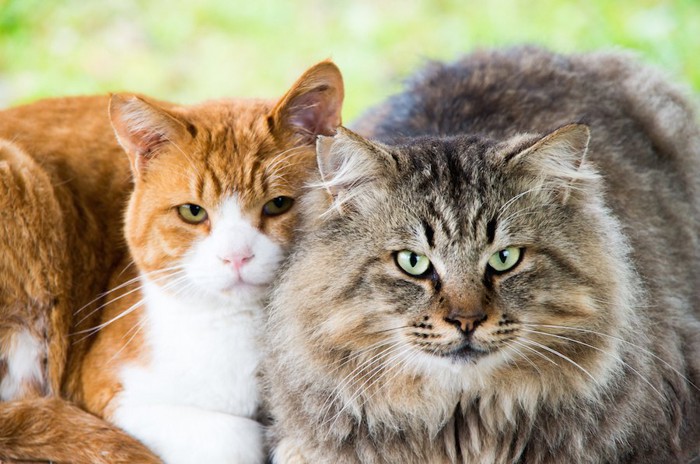 寄り添ってくつろぐ飼いやすいオスとメスの猫