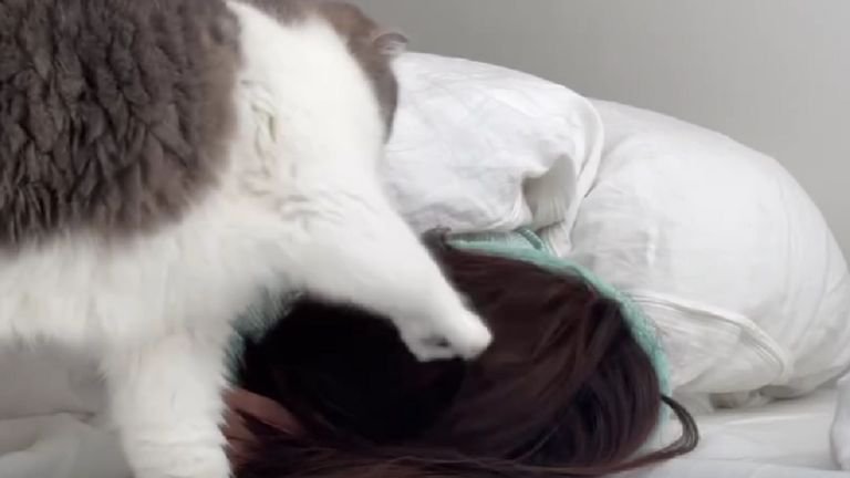 室内にいる猫
