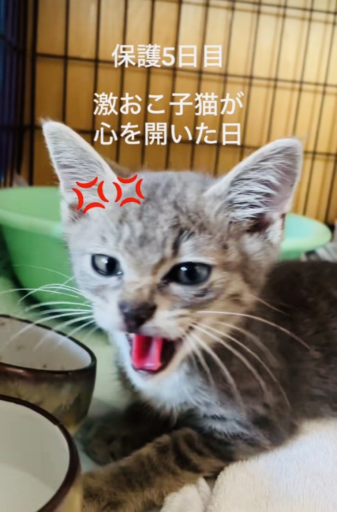ケージの中でママを威嚇する子猫