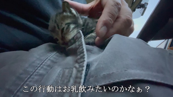 ズボンを噛む子猫