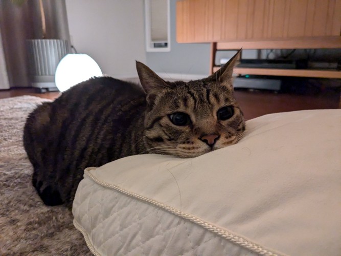 クッションに顔を乗せる猫
