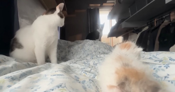 遠くから見守る猫