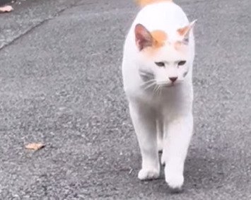 道路を歩く猫