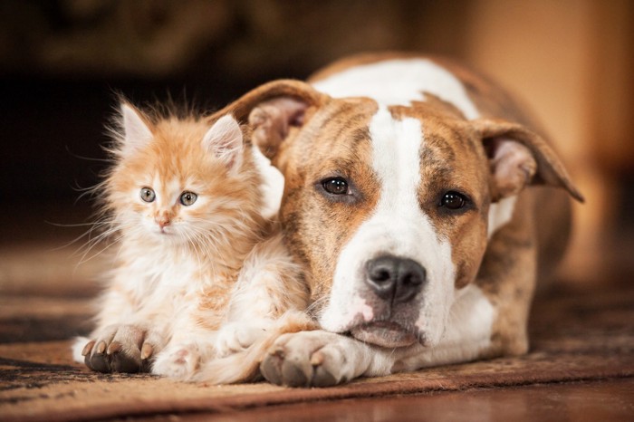 犬と子猫